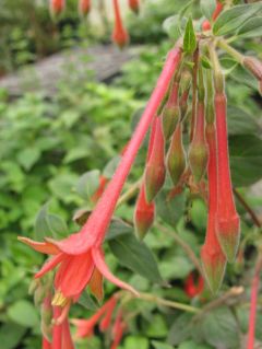 Fuchsienbild Fulpila 03